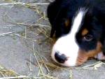 Appenzeller  Welpe  mit 5 Wochen