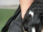 Appenzeller Welpen mit 3 Wochen