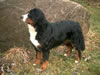 Berner Hündin