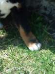 Graf Amadeus von der  Gro�en Gusen 1