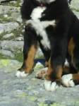 Graf Amadeus von der  Gro�en Gusen 2