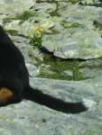 Graf Amadeus von der  Gro�en Gusen 2
