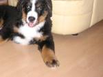 Gustl von der Gro�en Gusen