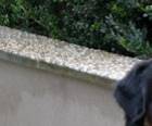 Berner Sennenhund Xander's  Hill  Happy
