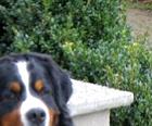 Berner Sennenhund Xander's  Hill  Happy