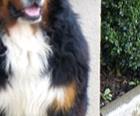 Berner Sennenhund Xander's  Hill  Happy
