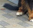 Berner Sennenhund Xander's  Hill  Happy