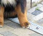 Berner Sennenhund Xander's  Hill  Happy