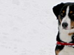 Higgins von der Gro�en Gusen