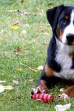 Higgins von der Gro�en Gusen