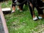 Beagle - Besuch