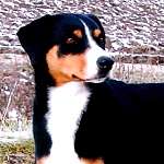 Terry  von  der  Gro�en  Gusen