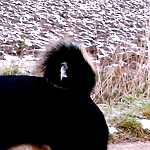Terry  von  der  Gro�en  Gusen