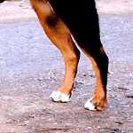 Terry  von  der  Gro�en  Gusen