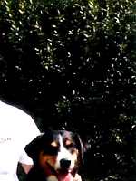 Terry von der Gro�en Gusen - Reserve