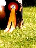 Terry von der Gro�en Gusen - Reserve