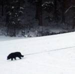 Berner  Sennenhund  Ursus  von  der  Groen  Gusen