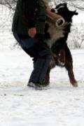 Berner  Sennenhund  Ursus  von  der  Groen  Gusen