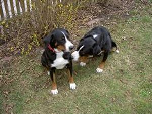 Zorro und Leica